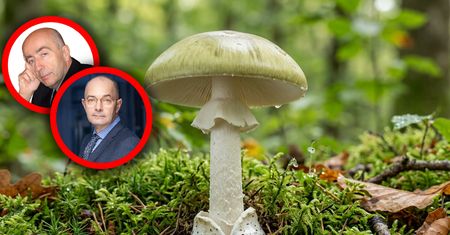 Łódź. 41-latek zjadł muchomora. Konieczny był przeszczep wątroby