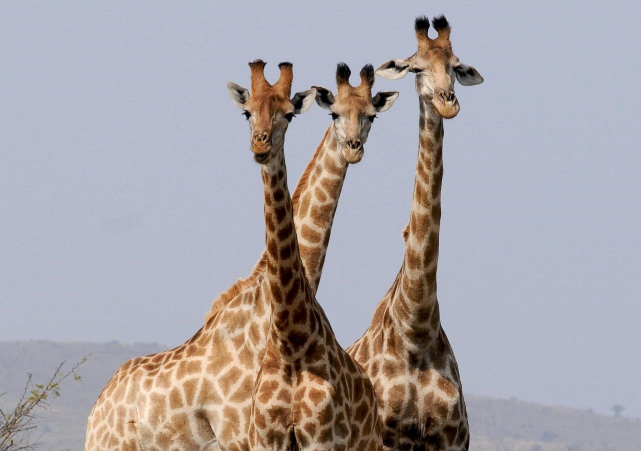 Przełomowe odkrycie naukowców. Wskazali, ile jest gatunków żyraf