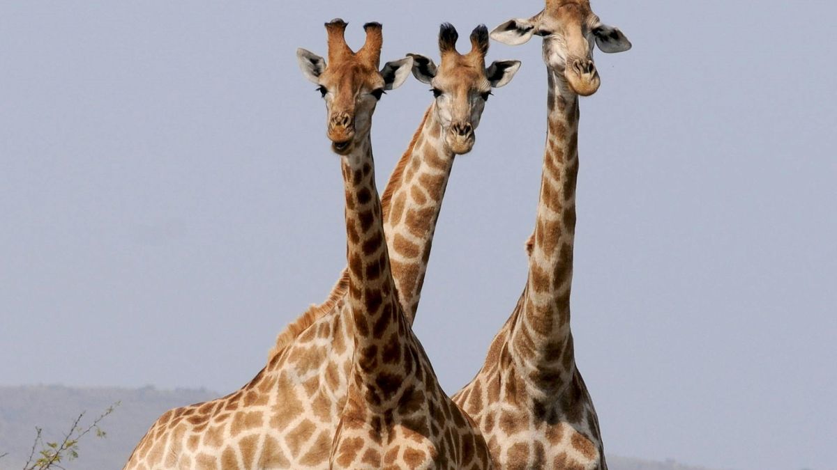  Naukowcy zidentyfikowali gatunki żyraf