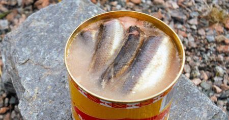 Surströmming - sfermentowane szwedzkie śledzie