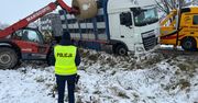 Woj. wielkopolskie: Kierowca ciężarówki chciał pomóc po kolizji. Pojazd z trzodą wpadł do rowu na DK36