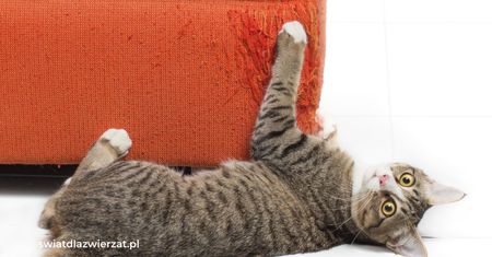 Dlaczego kot drapie meble? Przyczyna tkwi w emocjach