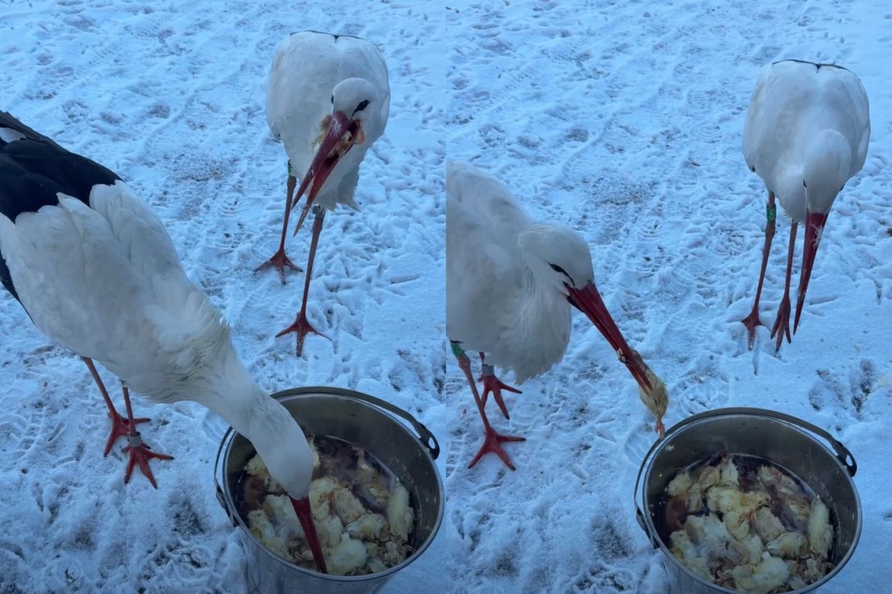Pokazali, co robią bociany. "Bardzo zły znak"