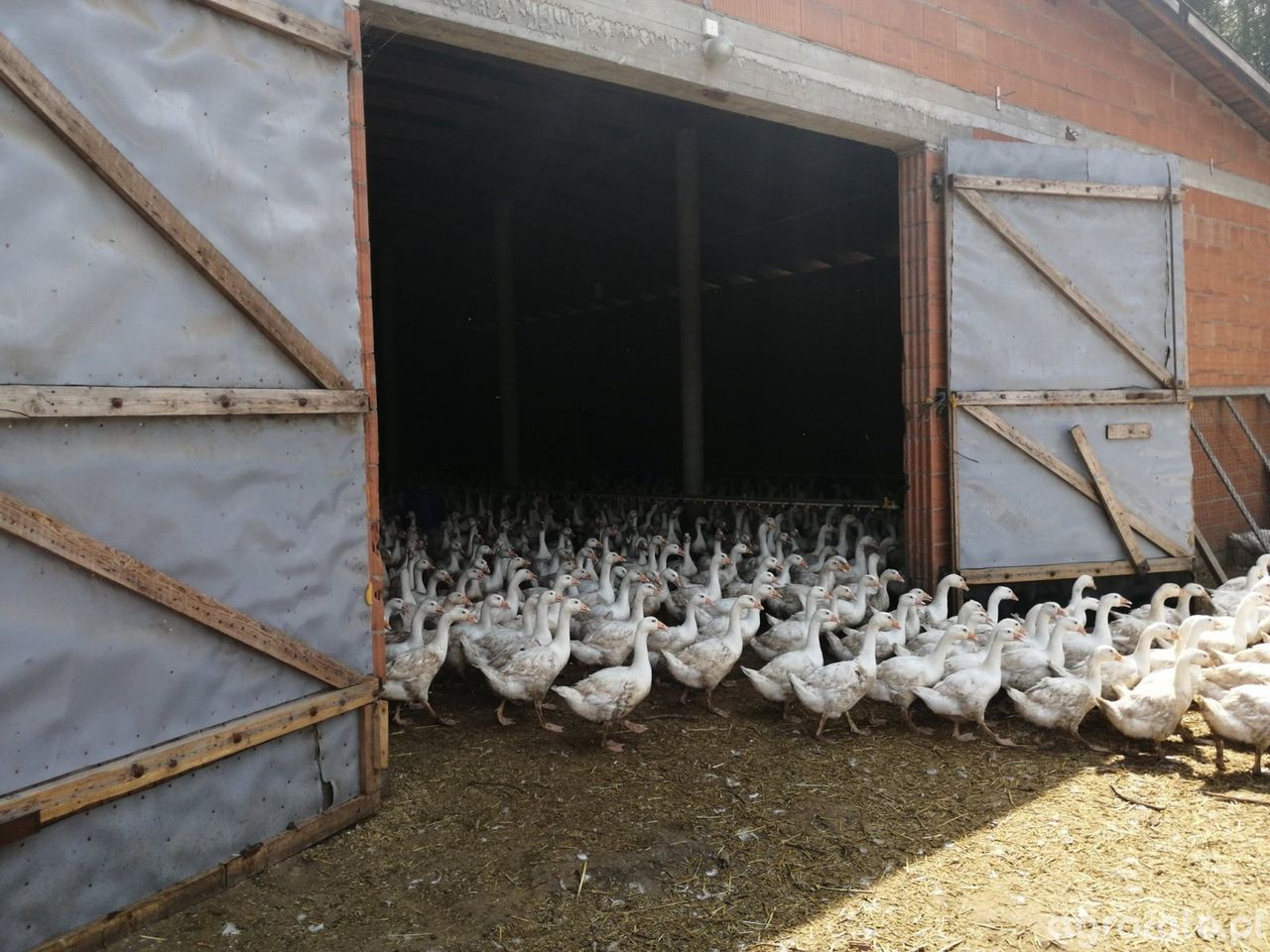 Nowe ognisko ptasiej grypy 2025. Rolnicy zaniepokojeni