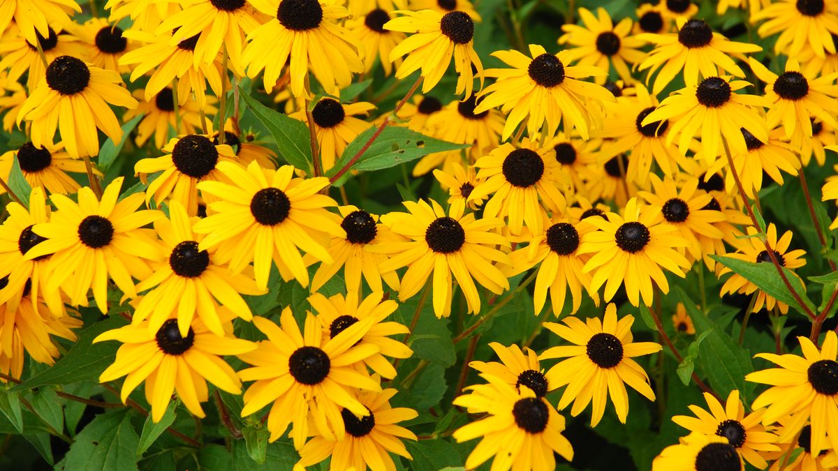Rudbekia dobrze rośnie na słonecznych stanowiskach