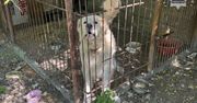 Agresywny pies dotkliwie pogryzł chłopca. 85-latek go nie upilnował