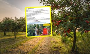 "Szykujcie wiadra". Tylko 6 zł za kilogram. 20 lipca się zacznie