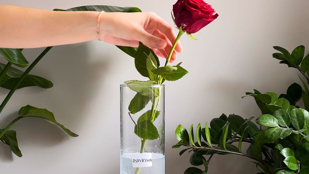 Co zrobić, żeby żywe kwiaty dłużej stały? Sprawdziliśmy!