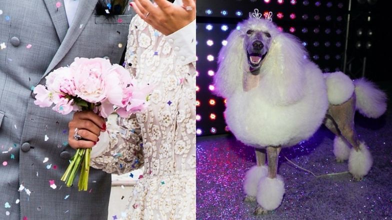 Pudelek na WOŚP. Weź udział w naszej licytacji!