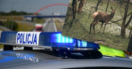 Policjant nie dobił jelenia. Został wydalony ze służby