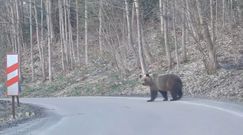 Nieoczekiwany gość na drodze. Nagranie z Bieszczad