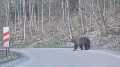 Nieoczekiwany gość na drodze. Nagranie z Bieszczad