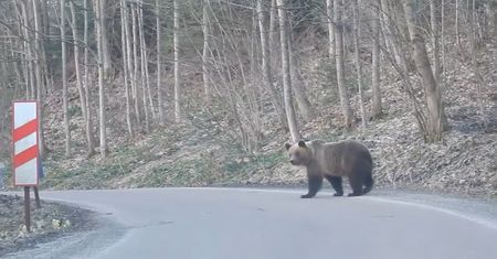 Nieoczekiwany gość na drodze. Nagranie z Bieszczadów