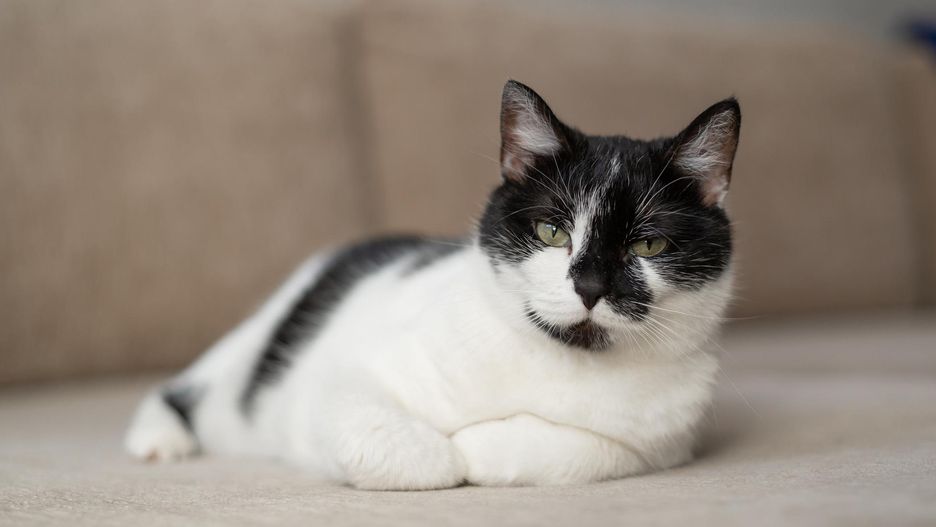 Mruczenie nie jest jednoznacznym wskaźnikiem zadowolenia