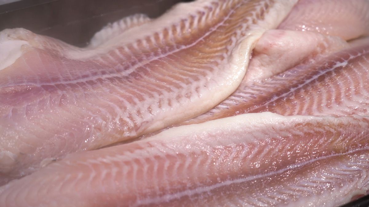 Tilapia to ryba, której lepiej unikać