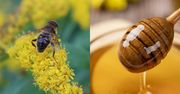 Najzdrowszy polski miód. Wspomaga serce, wątrobę i nerki