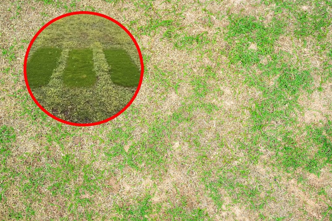 Trik z papierem toaletowym działa "cuda". Łyse placki znikną w oczach