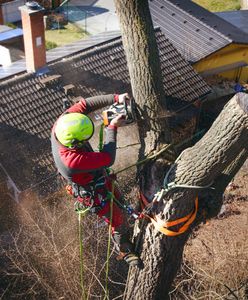 Gałęzie sąsiada "przechodzą" na twoją działkę? Przepisy mówią jasno
