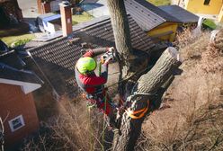 Gałęzie sąsiada "przechodzą" na twoją działkę? Przepisy mówią jasno