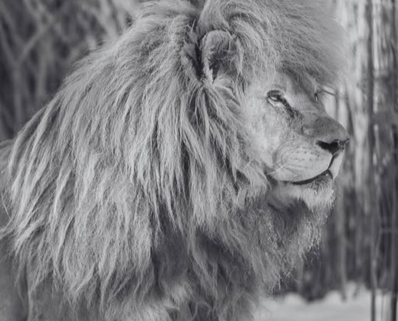 Pożegnanie Sahima. Był najstarszym białym lwem w Polsce