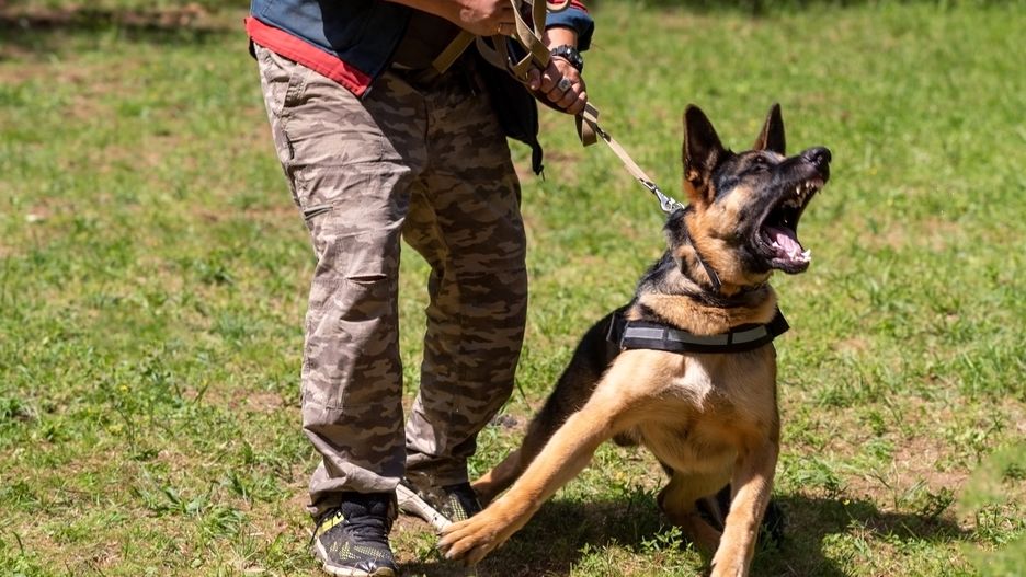 German Shepherd attacking dog handler during aggression training.German Shepherd attacking dog handler during aggression training. High quality photodog, pet, protection, attack, animal, guard, security, training, bite, shepherd, outdoor, black, breed, danger, german shepherd, leash, handler, person, domestic, german, sleeve, obedience, aggression, canino, german shepherd dog, bark, anger, mouth, police, purebred, teeth, defense, action, angry, open, animals attacking, growling, guard dog, k9, obedience training, rabies, brown, color image, defender, man, photography, dog, pet, protection, attack, animal, guard, security, training, bite, shepherd, outdoor, black, breed, danger, german shepherd, leash, handler, person, domestic, german, sleeve, obedience, aggression, canino, german shepherd dog, bark, anger, mouth, police, purebred, teeth, defense, action, angry, open, animals attacking, growling, guard dog, k9, obedience training, rabies, brown, color image, defender, man, photography