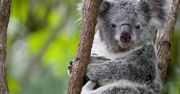 Koala australijski zagrożony. Gatunek może wyginąć w ciągu 30 lat