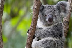 Koala australijski zagrożony. Gatunek może wyginąć w ciągu 30 lat