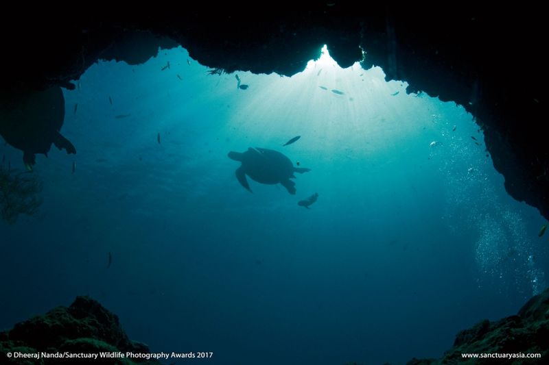 Mały słoń w płomieniach. Zdjęcie, które łamie serca, wygrało w konkursie Sanctuary Wildlife Photography Awards 2017 9