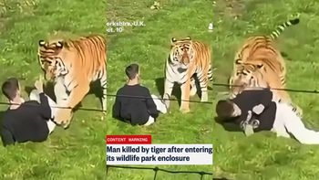 Mężczyzna wdarł się na wybieg dla TYGRYSÓW w brytyjskim zoo. Zwierzę ROZSZARPAŁO go na oczach odwiedzających (WIDEO)