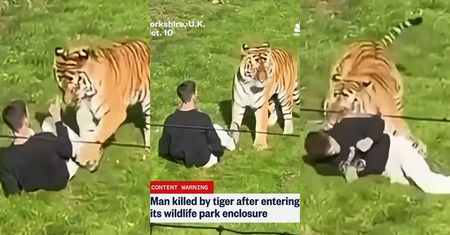 Mężczyzna wdarł się na wybieg dla TYGRYSÓW w brytyjskim zoo. Zwierzę ZAATAKOWAŁO go na oczach odwiedzających (WIDEO)