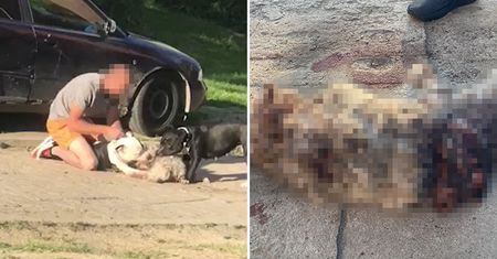 Agresywne amstaffy rzuciły się na kobietę z maltańczykiem. Pies został rozszarpany