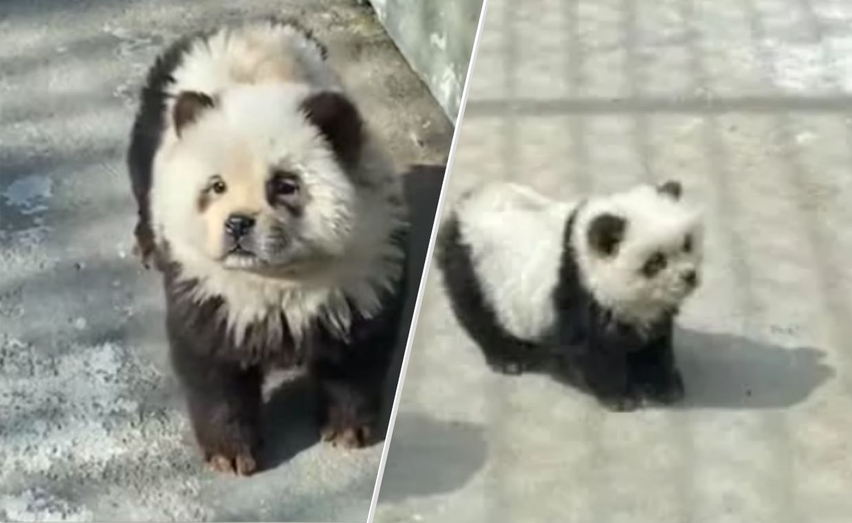 In the garden, there were no pandas, so the workers decided to style the dogs in such a way that they looked like pandas.