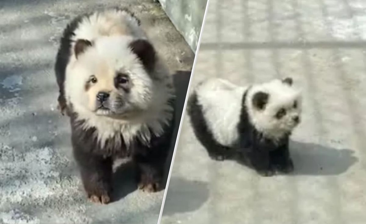 W ogrodzie brakowało pand, dlatego pracownicy postanowili wystylizować psy w taki sposób, by wyglądały jak pandy.