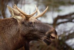 Czy do łosi będzie można strzelać? Resort rolnictwa komentuje