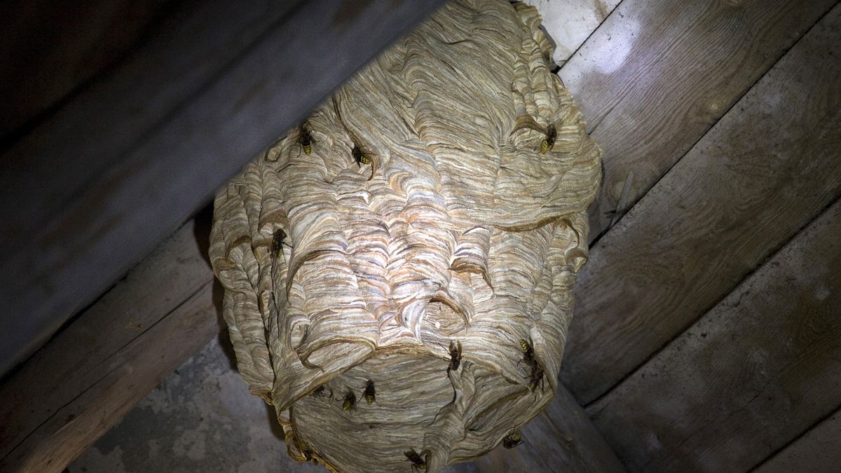 Strażacy ostatnio coraz częściej usuwają gniazda szerszeni.