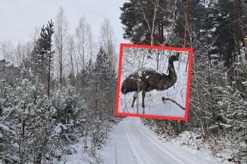 Leśnicy podjęli trop. Weszli 3 km w głąb lasu. Czekał wśród gałęzi