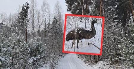 Leśnicy podjęli trop. Weszli 3 km w głąb lasu. Czekał wśród gałęzi