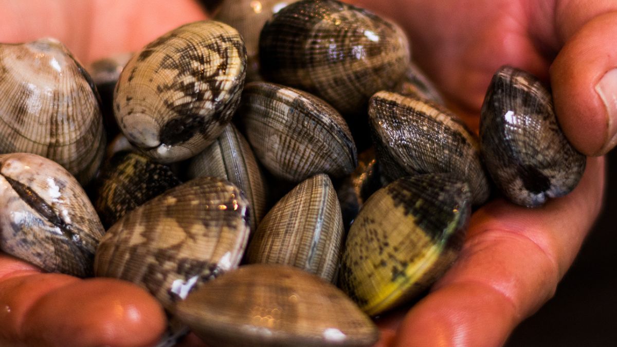 Owoce morza są bogate w witaminy z grupy B