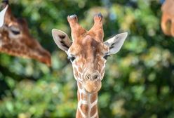 RPA. Zabiła żyrafę i pozowała z jej sercem. "Prezent walentynkowy"