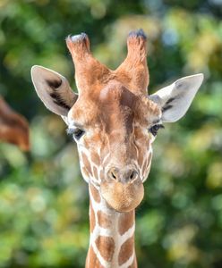 RPA. Zabiła żyrafę i pozowała z jej sercem. "Prezent walentynkowy"