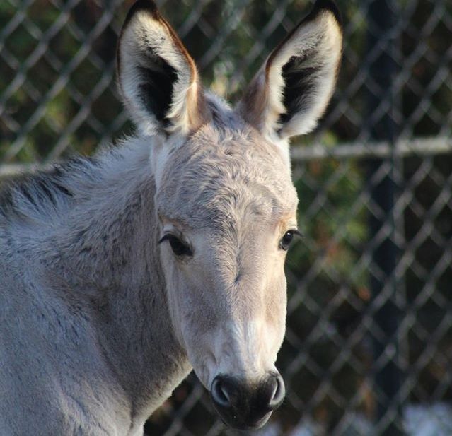 W ZOO urodził się osiołek somalijski [ZDJĘCIA]