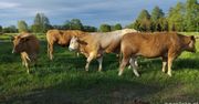 Ceny bydła w dół. Rolnicy pokazują nowe stawki ze skupów