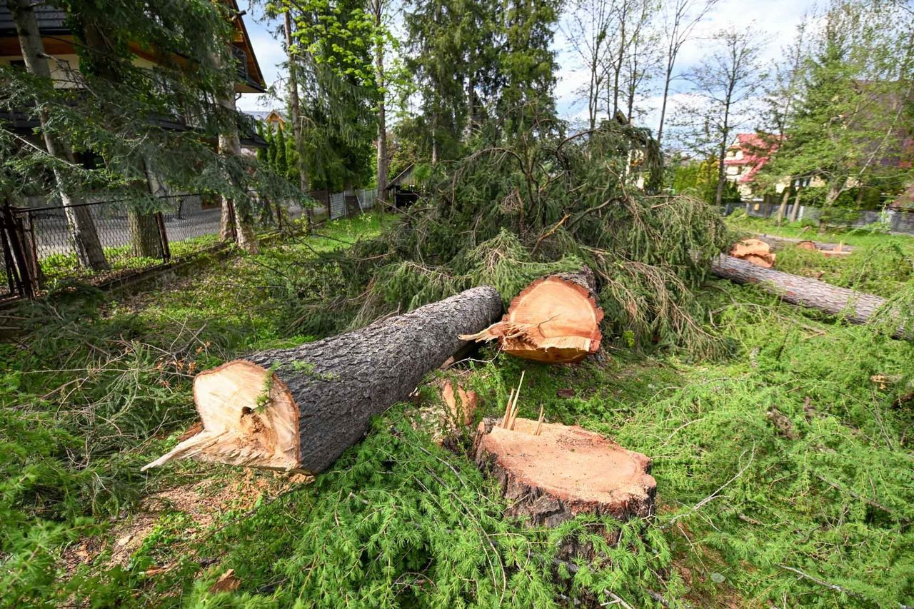 Urzędnik z Zakopanego popełnił błąd przy odmowie wycinki drzew przy ul. Brzozowskiego. "To nic nie zmienia" - twierdzi wiceburmistrz