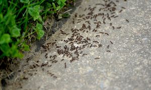 Oblej tym gniazdo. Mrówki uciekną w popłochu