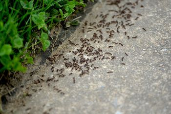 Oblej tym gniazdo. Mrówki uciekną w popłochu