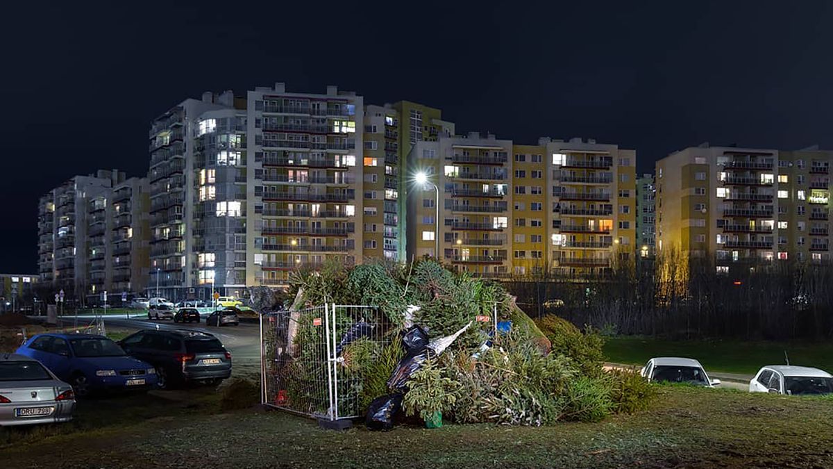 Co się dzieje z choinkami po świętach? Fotograf pokazał to na zdjęciach 1