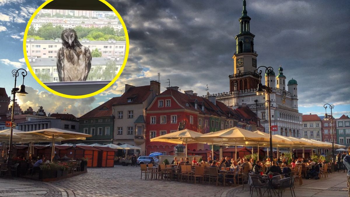 Orłosęp trafił na razie do poznańskiego zoo