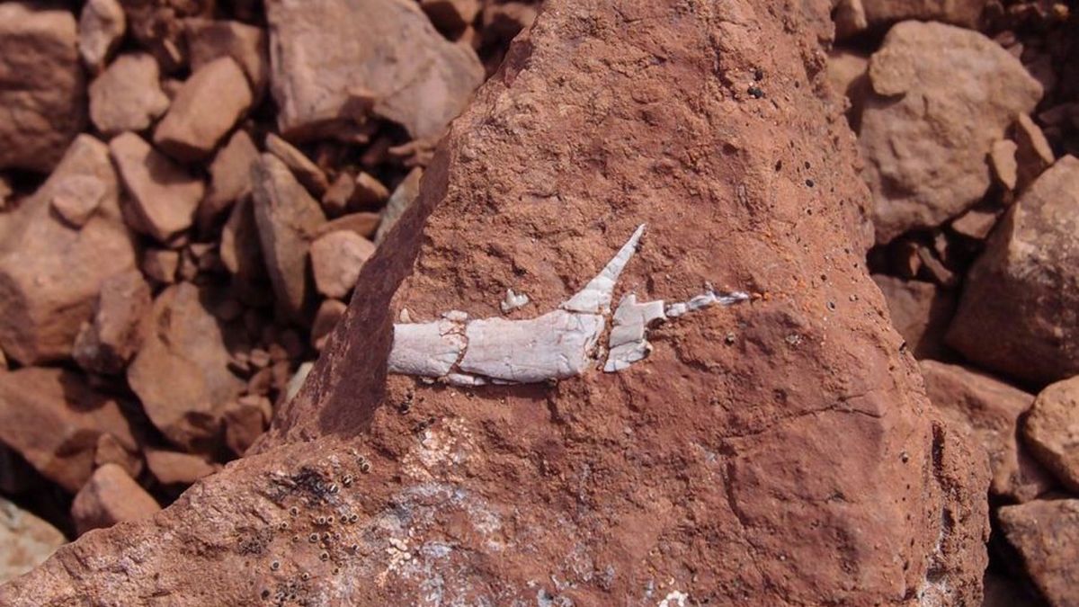  Polacy odkryli nowy gatunek prassaka sprzed 215 mln lat.