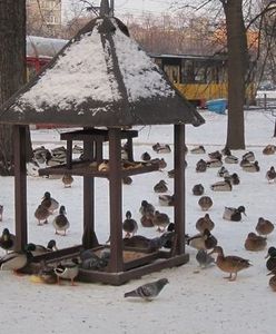 Zimowe rozwiązanie dla kaczek i łabędzi. "W Warszawie działają ptasie stołówki"