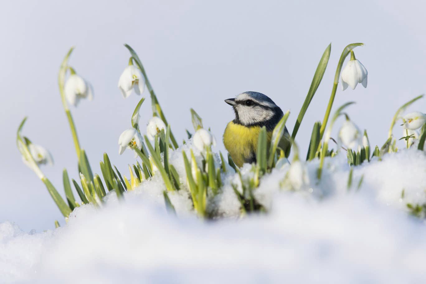 British Wildlife Photography Awards 2019: zdumiewające zdjęcia przyrody 6